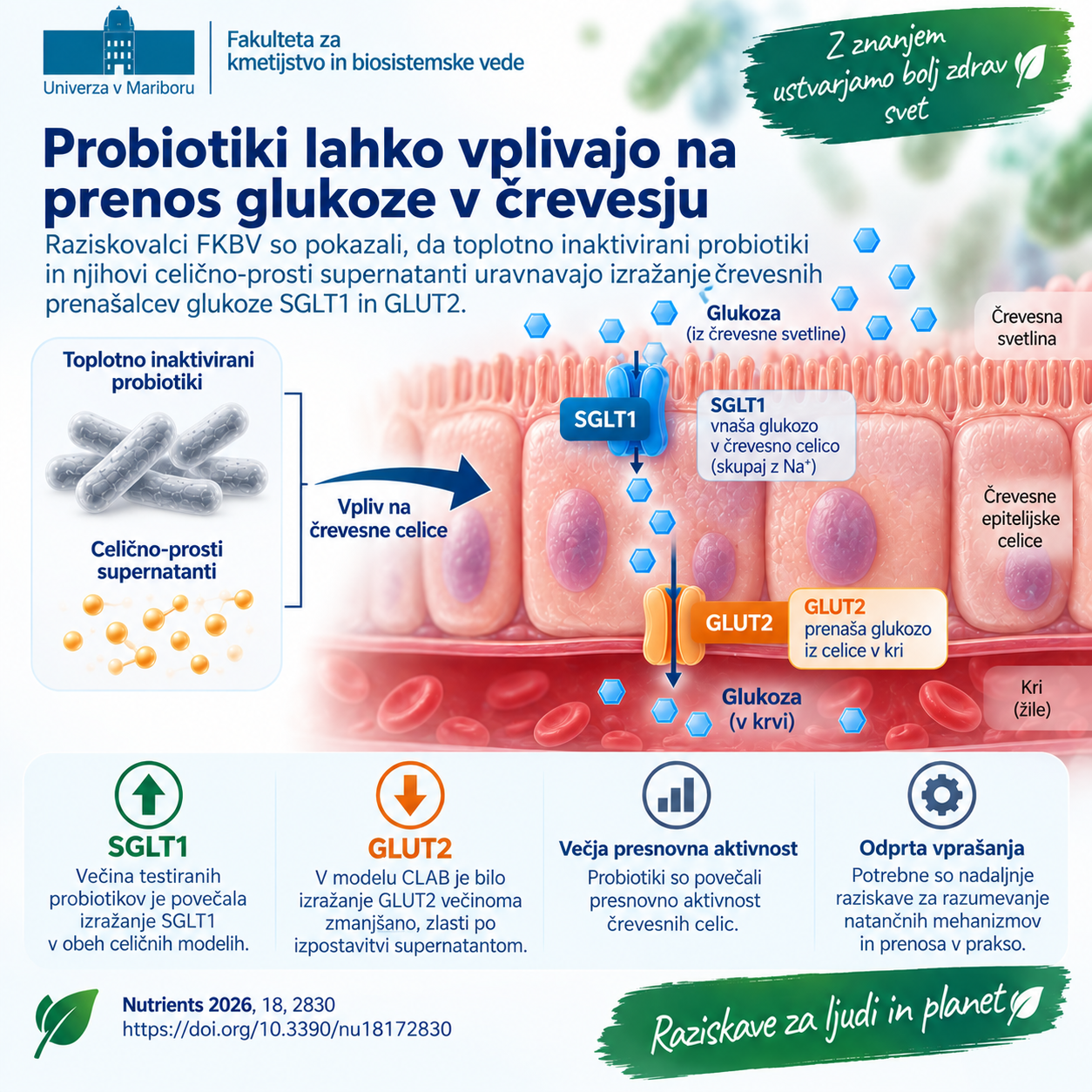 Read more about the article Objava članka: Differential Regulation of Intestinal Glucose Transporters SGLT1 and GLUT2 by Lactobacillaceae-Derived Heat-Killed Probiotics and Cell-Free Probiotic Supernatants